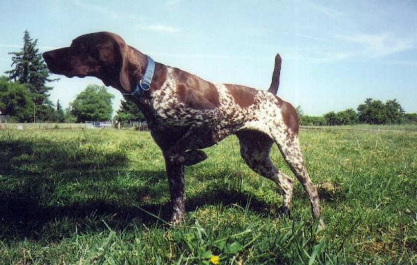 Purebred German Shorthaired Pointers 